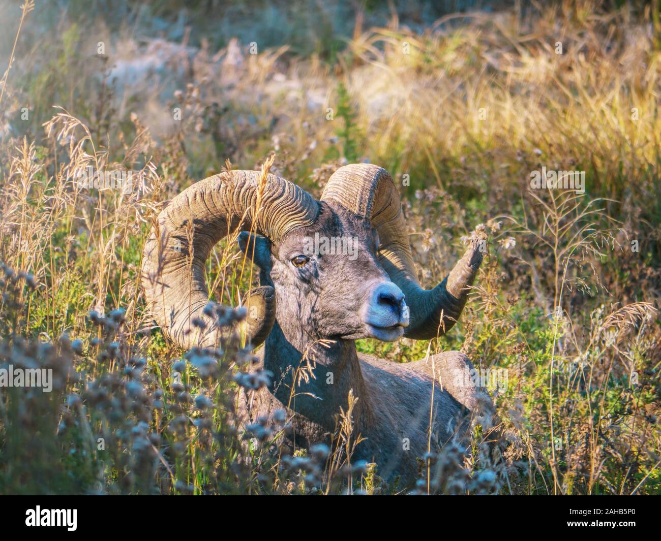 Porträt einer amerikanischen Bighorn Schafe (lateinisch Ovis canadensis) Ram entspannen in der langen Gras von einem Tal im Yellowstone National Park, Wyoming. Stockfoto