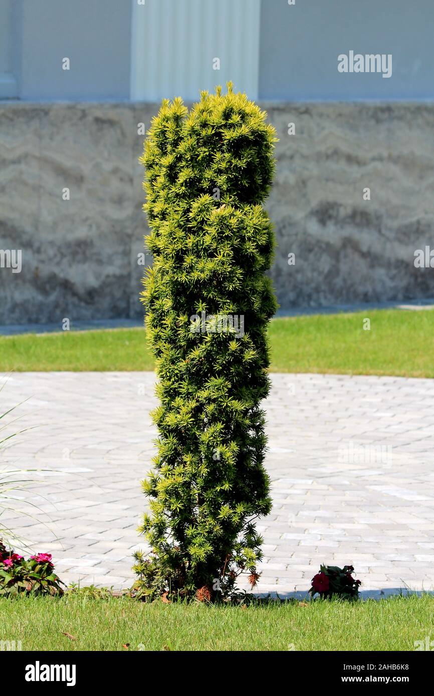 Englisch oder Eibe Taxus Whipplei oder Eibe oder Gemeinsame Europäische Eibe Eibe oder immergrünen Zierpflanzen Baum mit Flachbild dunkelgrün Breite spiralförmig angeordneten Blätter Stockfoto