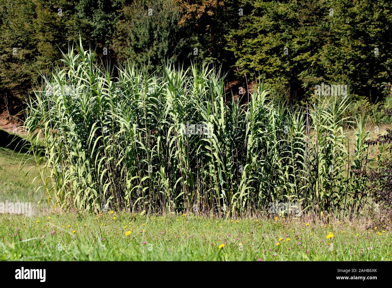 Arundo Donax Pfahlrohr oder oder riesige Zuckerrohr oder Elefantengras oder Carrizo oder Arundo oder Spanisch Zuckerrohr oder Colorado River Reed oder Wild Cane hohe Staude Stockfoto