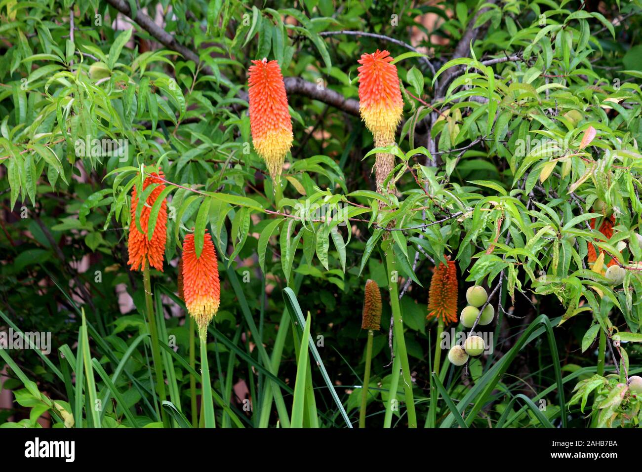 Kniphofia Tritoma oder oder Red Hot poker oder Taschenlampe Lilie oder Knofflers oder Poker Pflanzen mit Spitzen der aufrechte bunten Blumen in den Farben rot Stockfoto