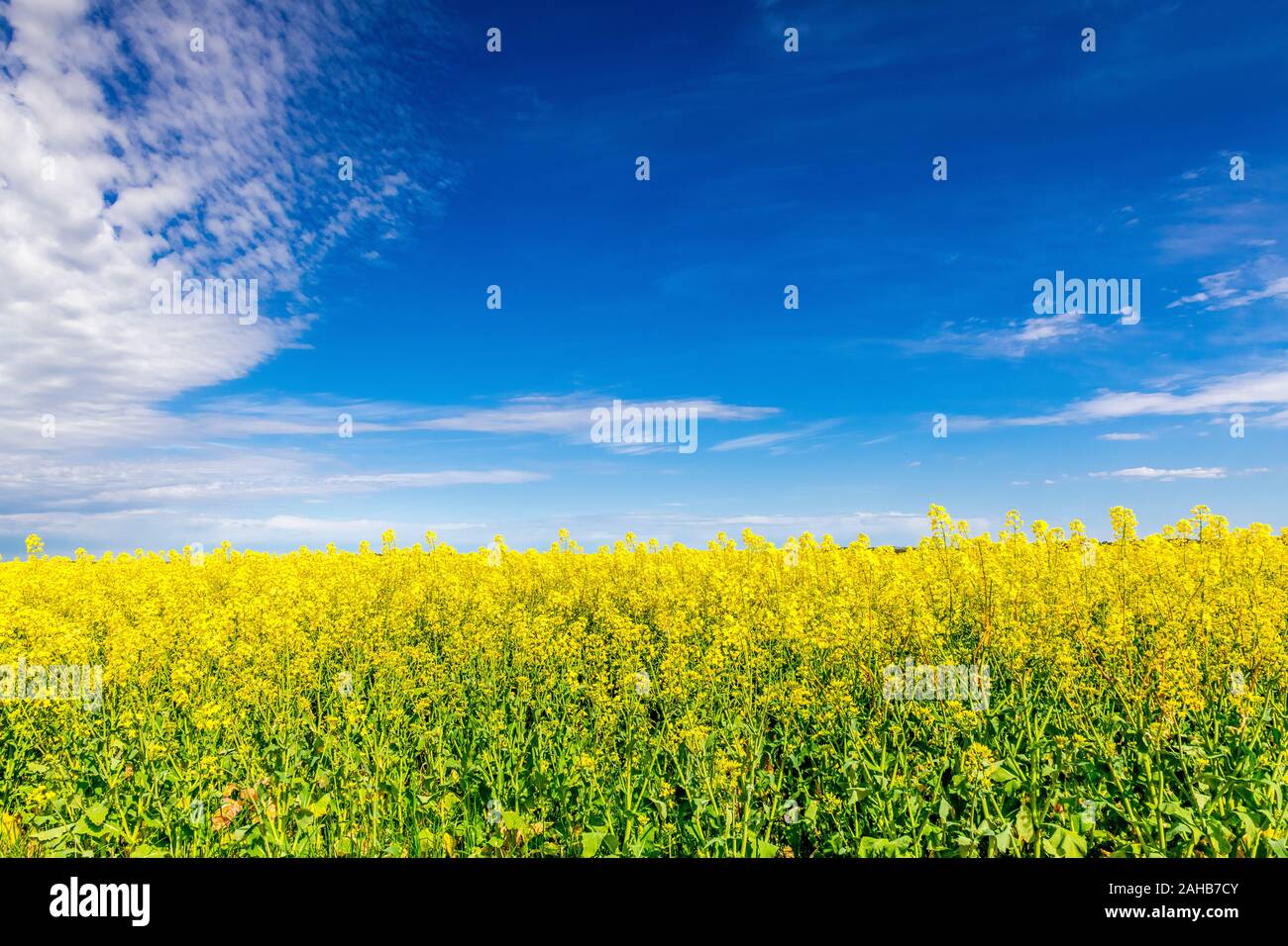 Raps-Felder Stockfoto