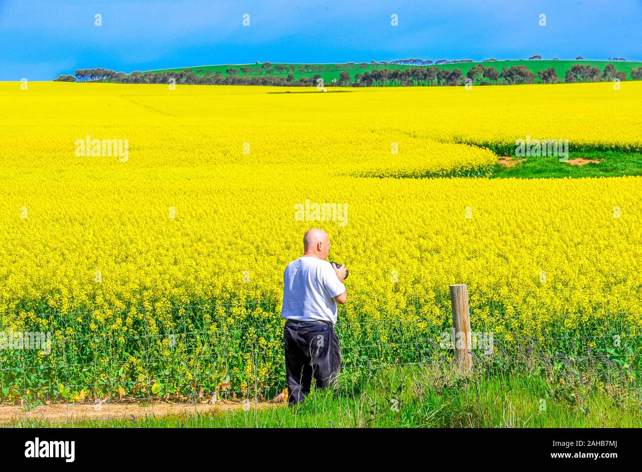 Canola Felder im Süd Westen von New South Wales sind schön im Frühling mit ihren leuchtend gelben Blumen Stockfoto