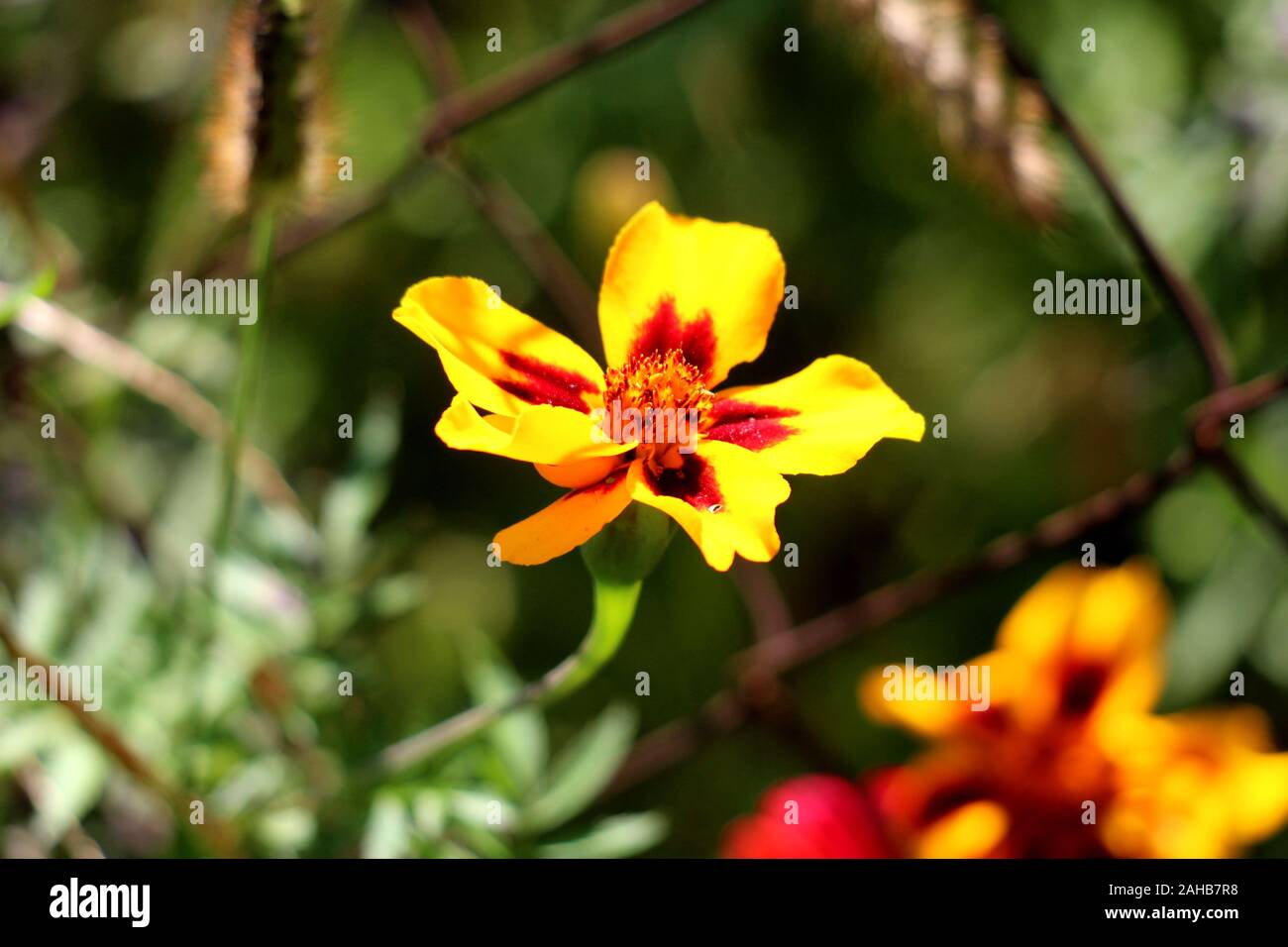 Mexikanische Ringelblume oder Tagetes erecta oder Aztec Ringelblume oder Afrikanische Ringelblume oder Big ringelblume Stauden einjährige Pflanze mit offenen blühende Blume Stockfoto