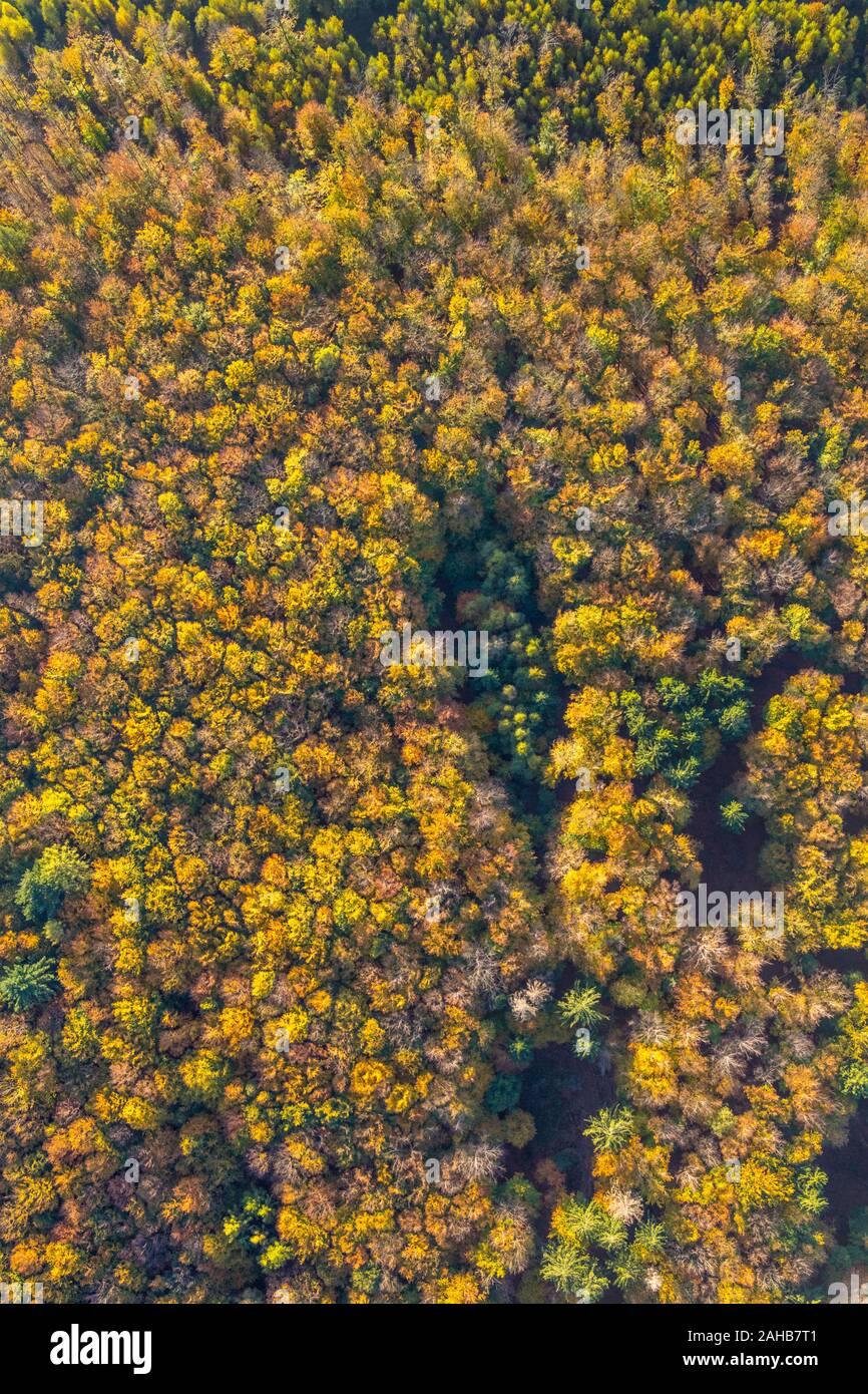Luftbild, herbstliche Nadelwald, laubbaum im Herbst, Wald, bunten Mischwald bei Ackermanns Weg, Arnsberg, Sauerland, Nordrhein-Westfalen Stockfoto