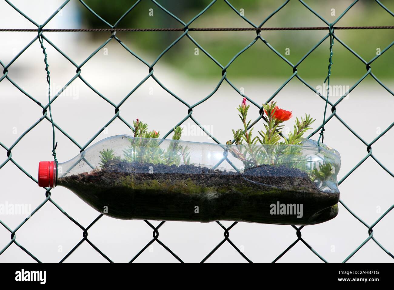 Moss Rose oder Portulaca grandiflora oder Rose Moos oder 10 oclock oder mexikanischen Rose oder Vietnam Rose oder Sun Rose oder Rock Rose oder Moss rose Portulak Stockfoto