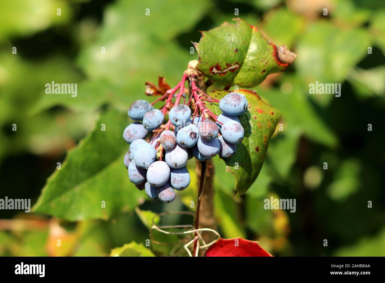 Mahonie Mahonia aquifolium oder immergrüne Strauch blühende Pflanze mit kleinen Cluster von