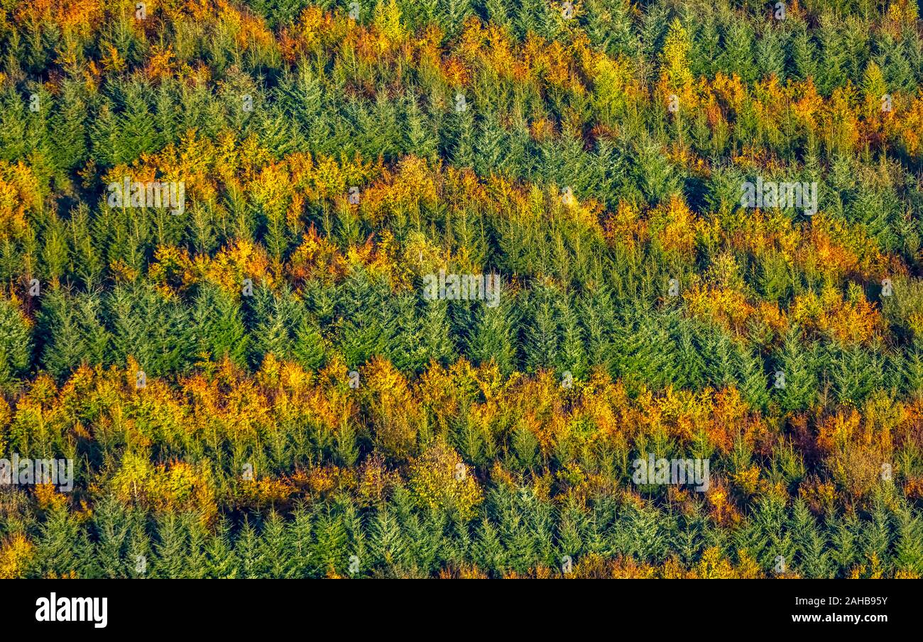 Luftbild, gemischter Wald am Hennesee in der Nähe von Mülsborn, Streifenmuster, bunt gemischten Zeilen, Wald, Waldschutz, Herbstlaub, Reihen von t Stockfoto