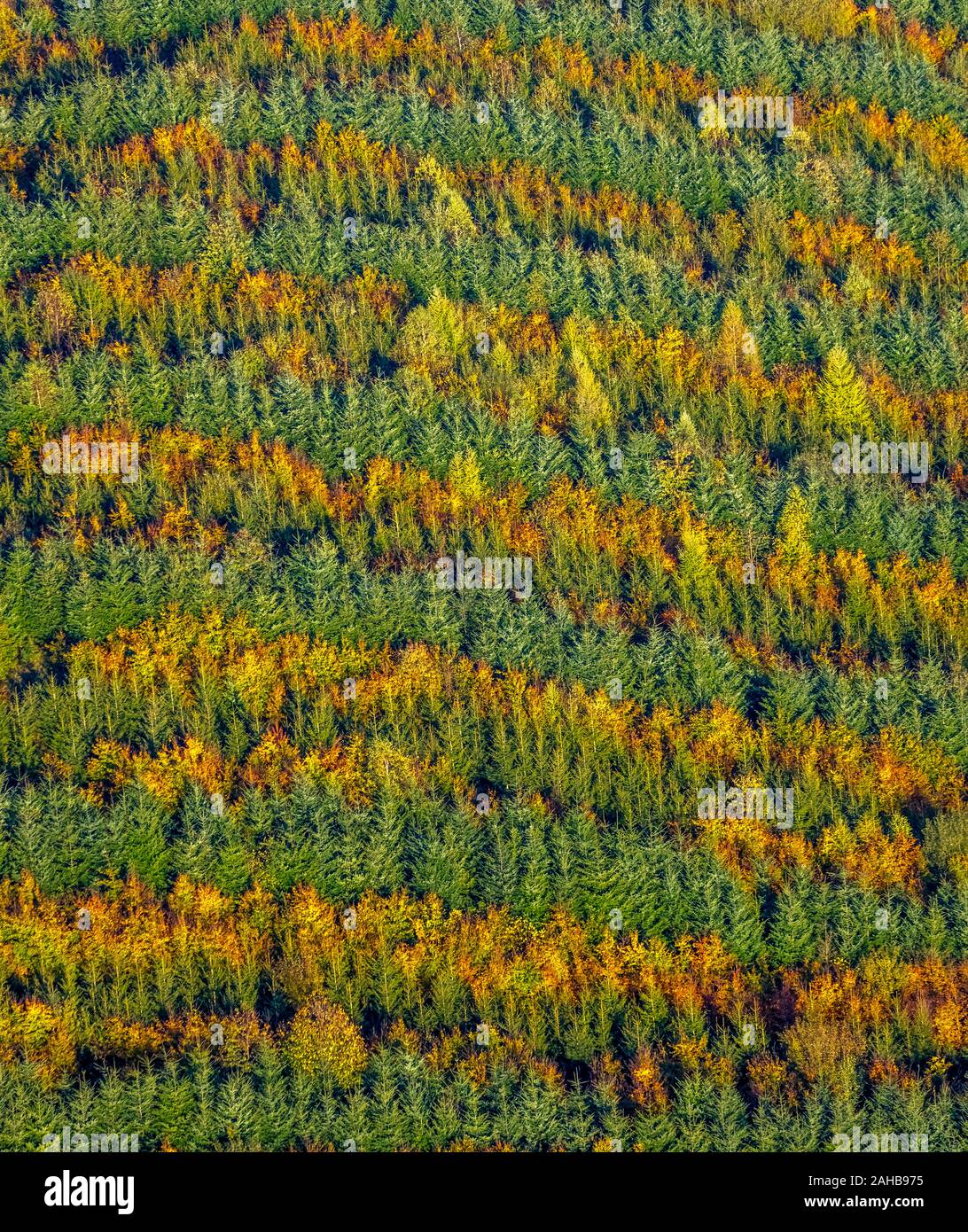 Luftbild, gemischter Wald am Hennesee in der Nähe von Mülsborn, Streifenmuster, bunt gemischten Zeilen, Wald, Waldschutz, Herbstlaub, Reihen von t Stockfoto