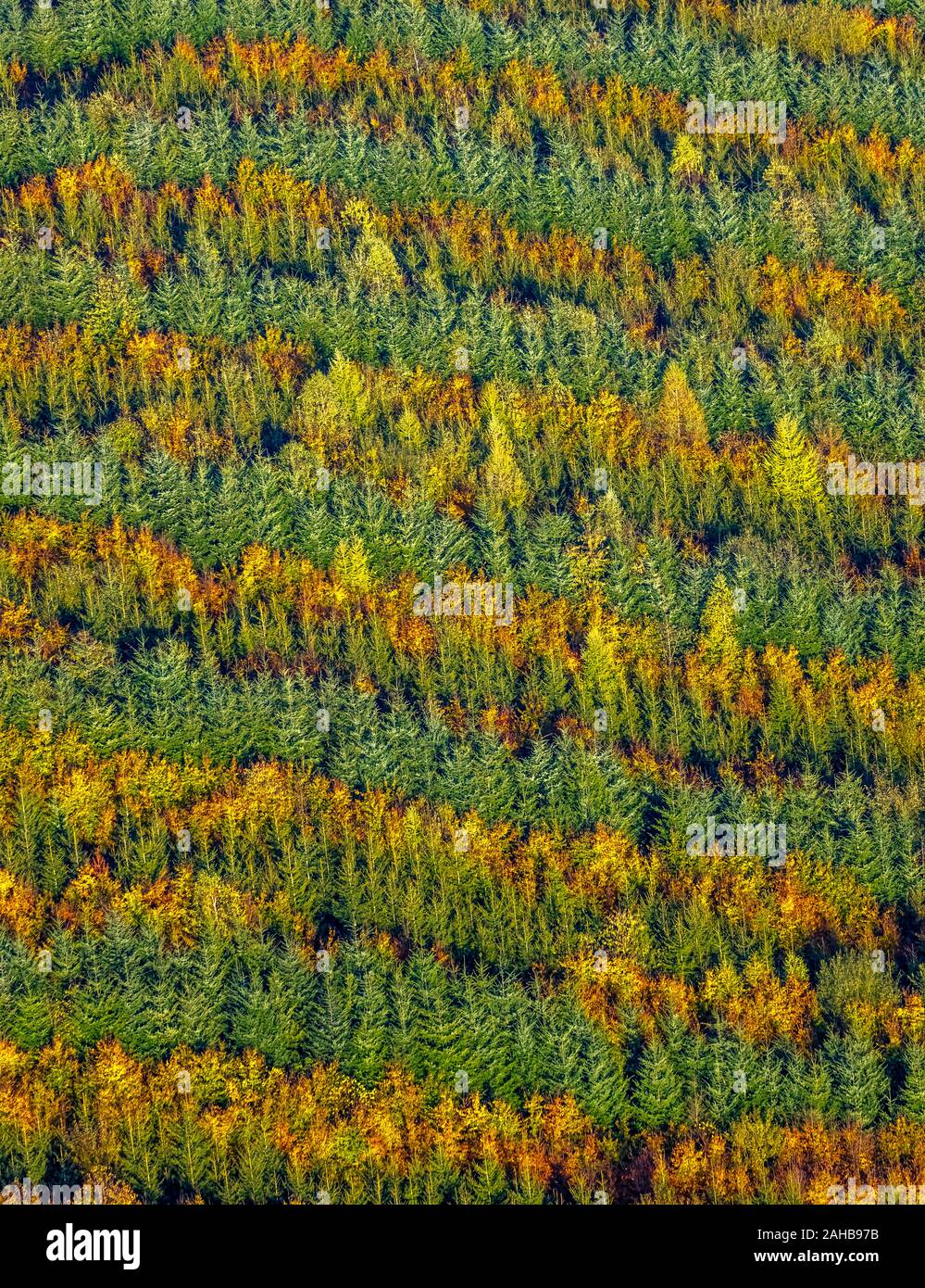 Luftbild, gemischter Wald am Hennesee in der Nähe von Mülsborn, Streifenmuster, bunt gemischten Zeilen, Wald, Waldschutz, Herbstlaub, Reihen von t Stockfoto