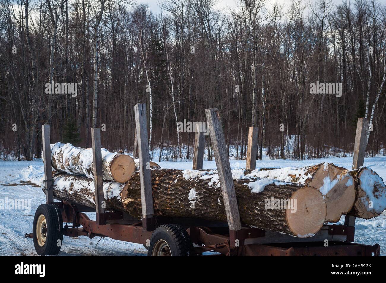 Minnesota Baumbewirtschaftungsbetriebe Stockfoto