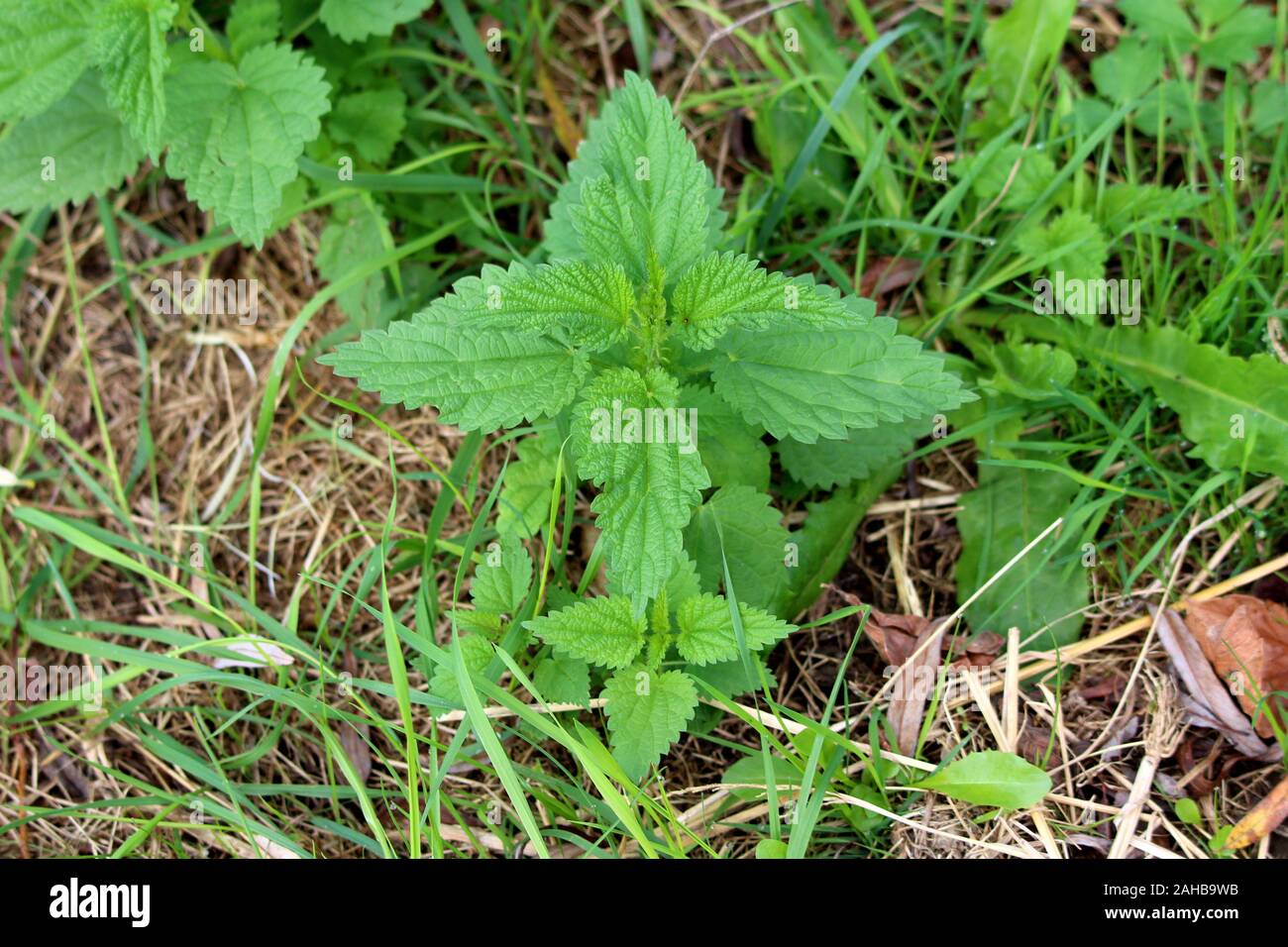 Kleine Brennnessel oder Urtica dioica oder Brennnessel oder nesselblatt oder Nessel oder Stinger krautige Staude Pflanze mit weich behaarten Grün Stockfoto