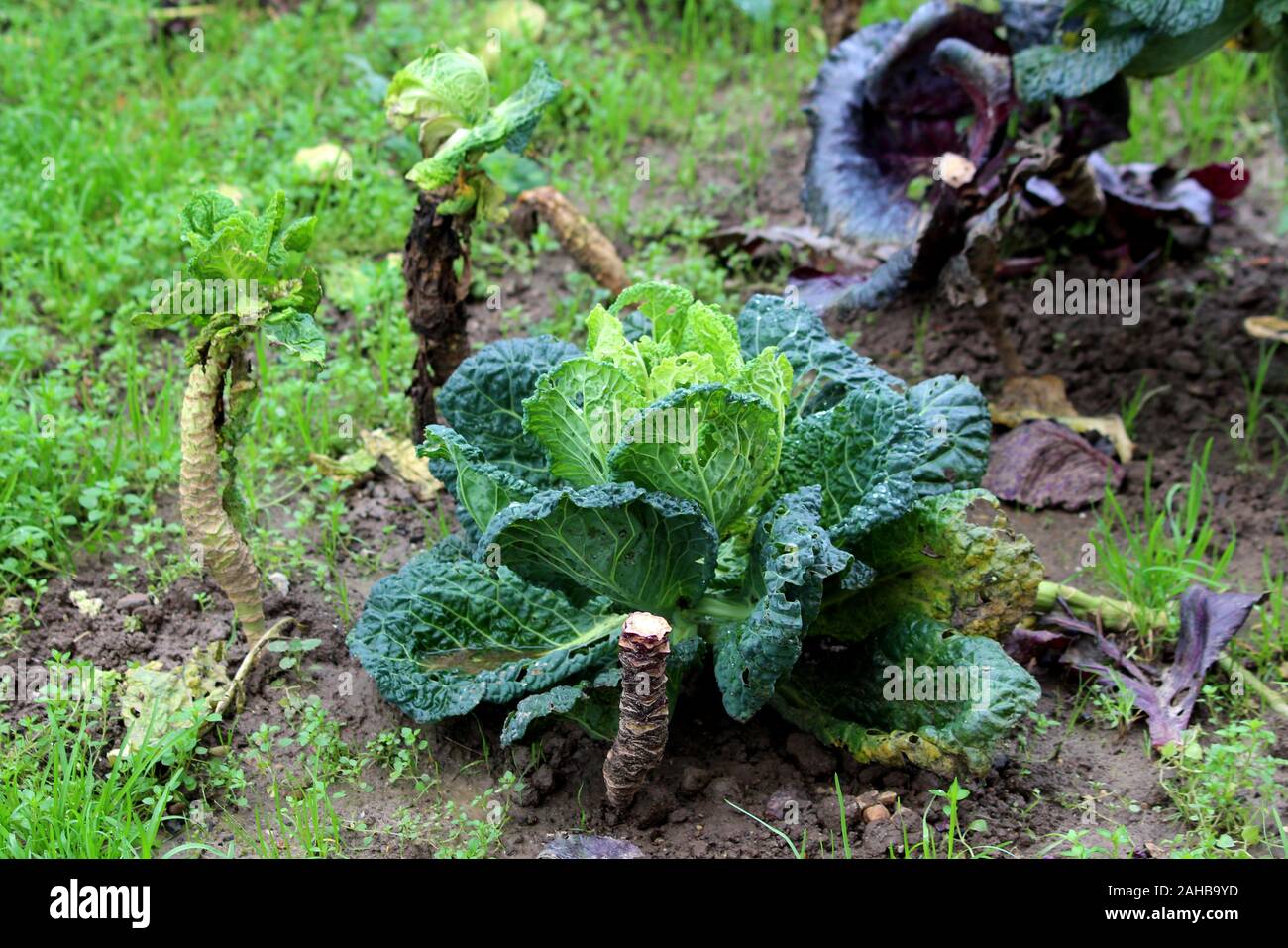 Kleine Kale oder Leaf Kohl hardy kühle Jahreszeit jährliche grüne Gemüsearten mit dunkelgrünen essbare Blätter in lokalen Home Garten wachsenden Stockfoto