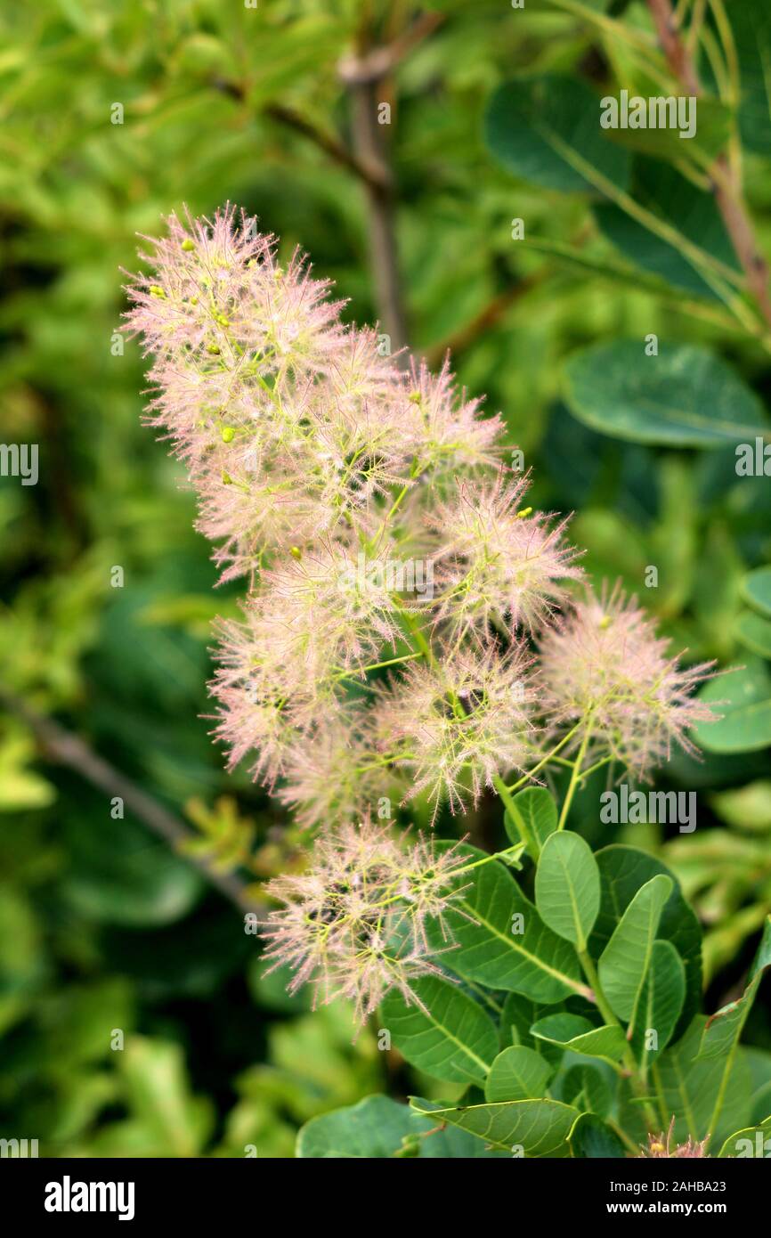 Smoke Tree oder Cotinus coggygria oder Europäischen smoketree oder Eurasische smoketree oder Rauch Bush oder Venezianischen sumach oder Dyers sumach Mehrfachverzweigung Strauch Stockfoto