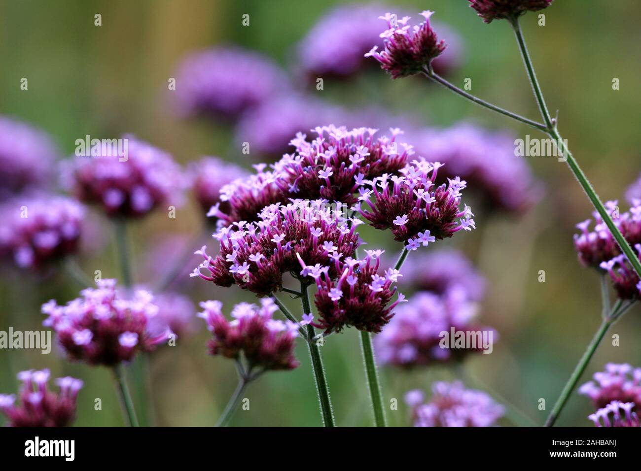 Vervain oder Eisenkraut krautigen Blütenpflanzen mit blume Cluster von kleinen teilweise geöffnet blühende lebhafte dunkel rosa bis violett Blumen Stockfoto