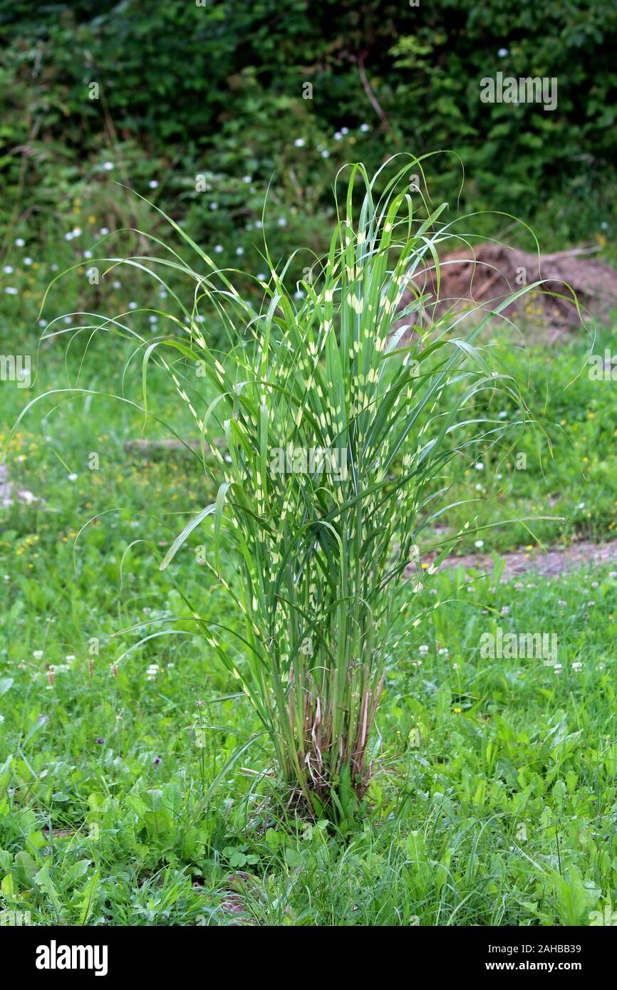 Zebra Gras oder Miscanthus sinensis oder Maiden uksae silvergrass oder Koreanisch oder Chinesisch silber Gras oder Eulalia Gras oder Maiden Gras oder Susuki Gras Stockfoto