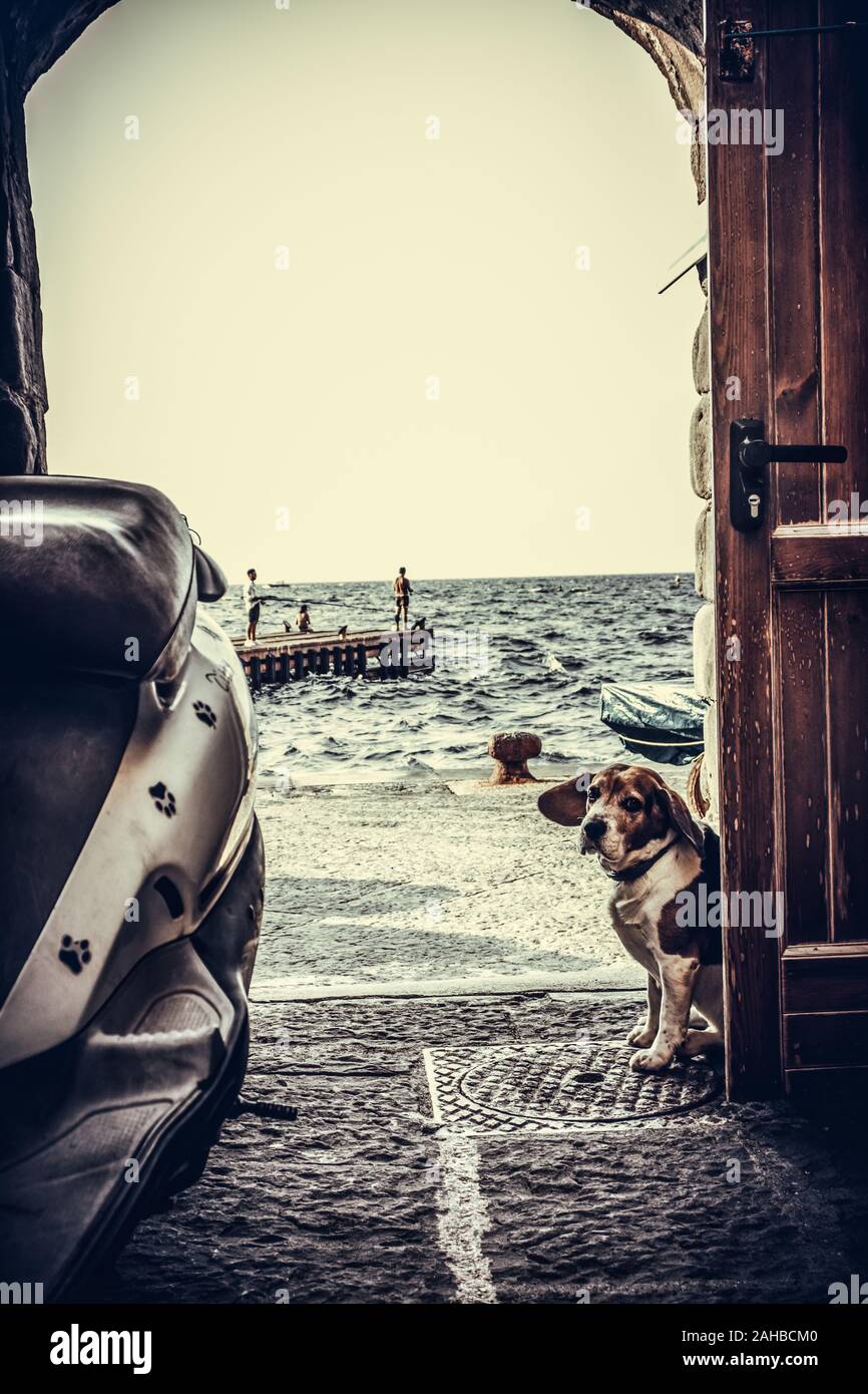 Trauriger Hund, der an der offenen Tür von fishman in der Nähe von Steinküste und Motorrad sitzt. Sorrento, Italien Stockfoto