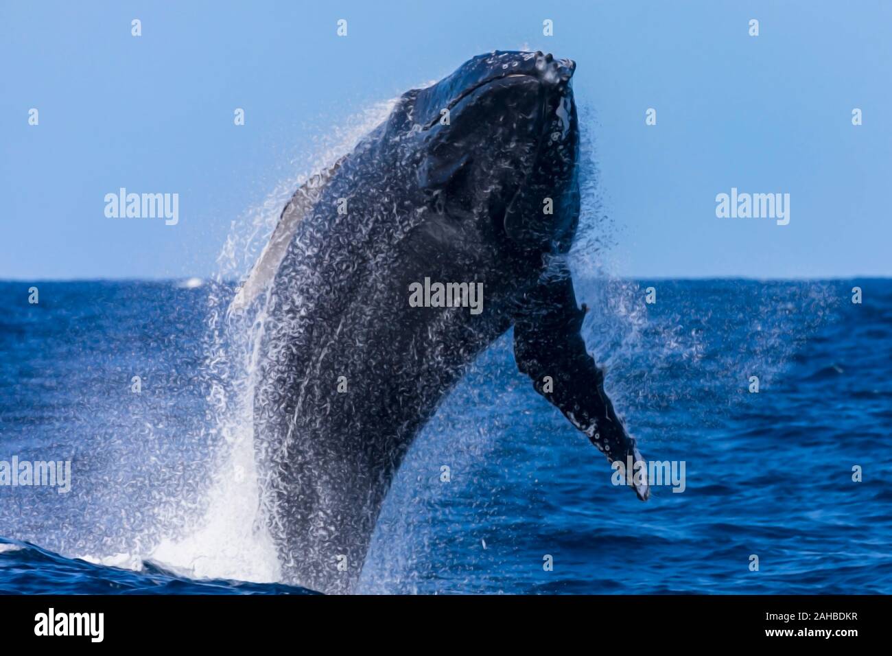 Juvenile Buckelwal Verletzung aus dem Wasser im Kopf zu sehen, Sydney, Australien Stockfoto