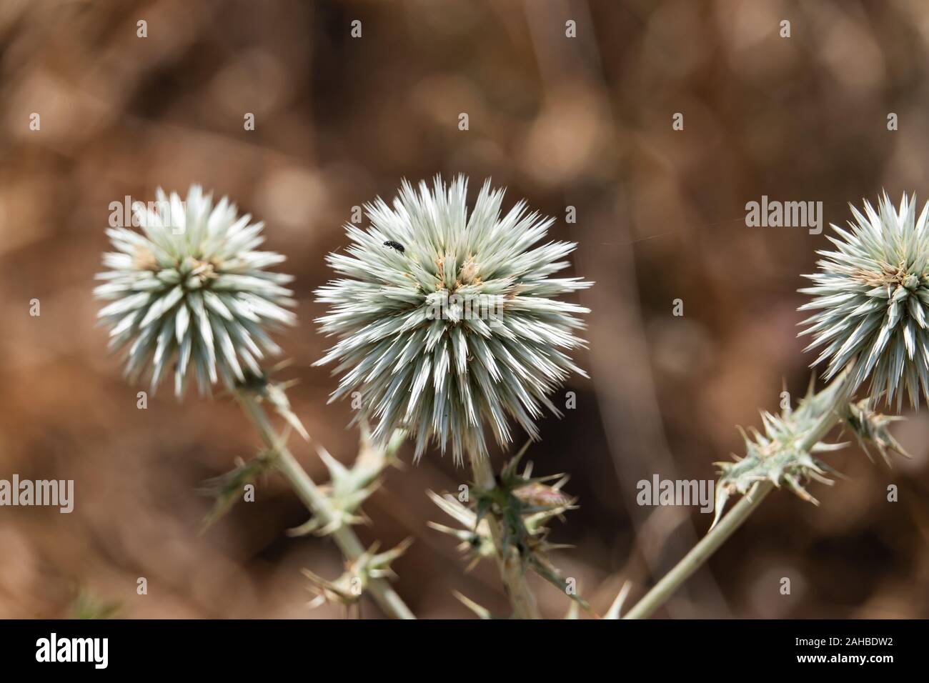 Große Kugel Thistle Blumen im Sommer Stockfoto