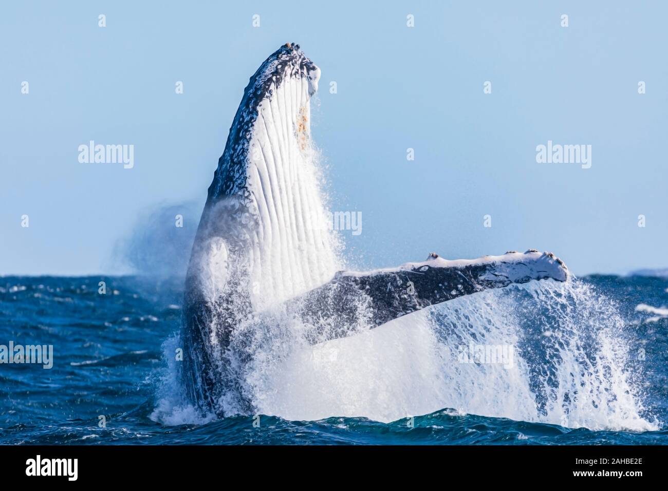 Erwachsene, groß, humpback Wal gesichtet und Ausblasen durch seine Blowhole, Sydney, Australien Stockfoto