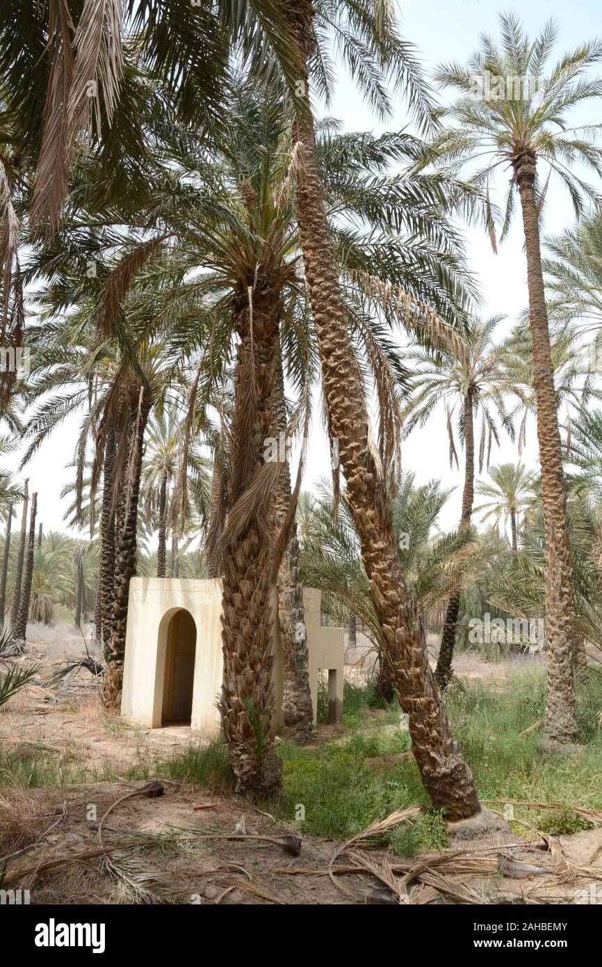 Ein Betonschuppen in einem Palmenwald und einer Oase in der Sahara-Wüste nahe der Stadt Tozeur in der Region Jerid im Süden Tunesiens. Stockfoto