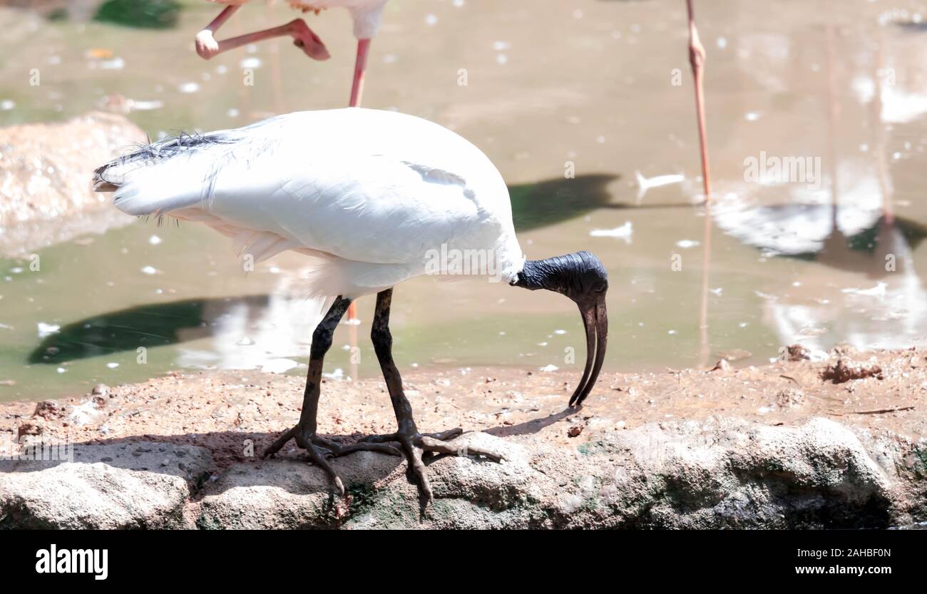 Australian white Ibis (Threskiornis Molukken) ist ein Planschbecken Vogel des ibis Familie, Threskiornithidae. Es ist weit verbreitet über viel von Australien. (T. mo Stockfoto