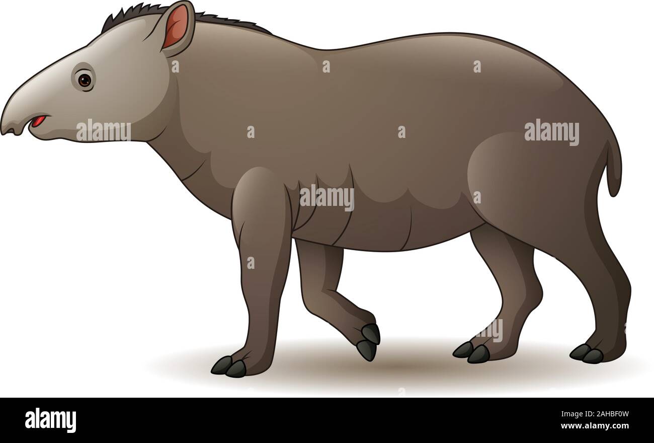 Abbildung: amerikanische Tapir auf weißem Hintergrund Stock Vektor