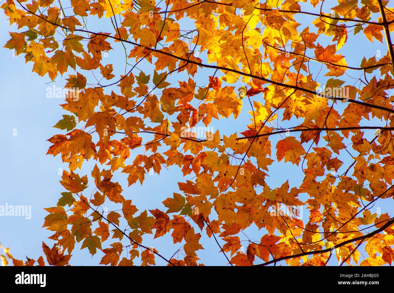 Roter Ahorn (Acer rubrum) - Blätter in den Farbtönen brillantes Gelb und Orange. Herbstlaub in Neuengland. Broadmoor Wildlife Sanctuary. Natick, MA, USA. Stockfoto