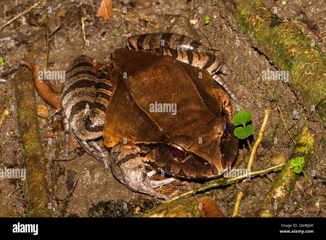 SmokeyJungle Frosch Stockfoto