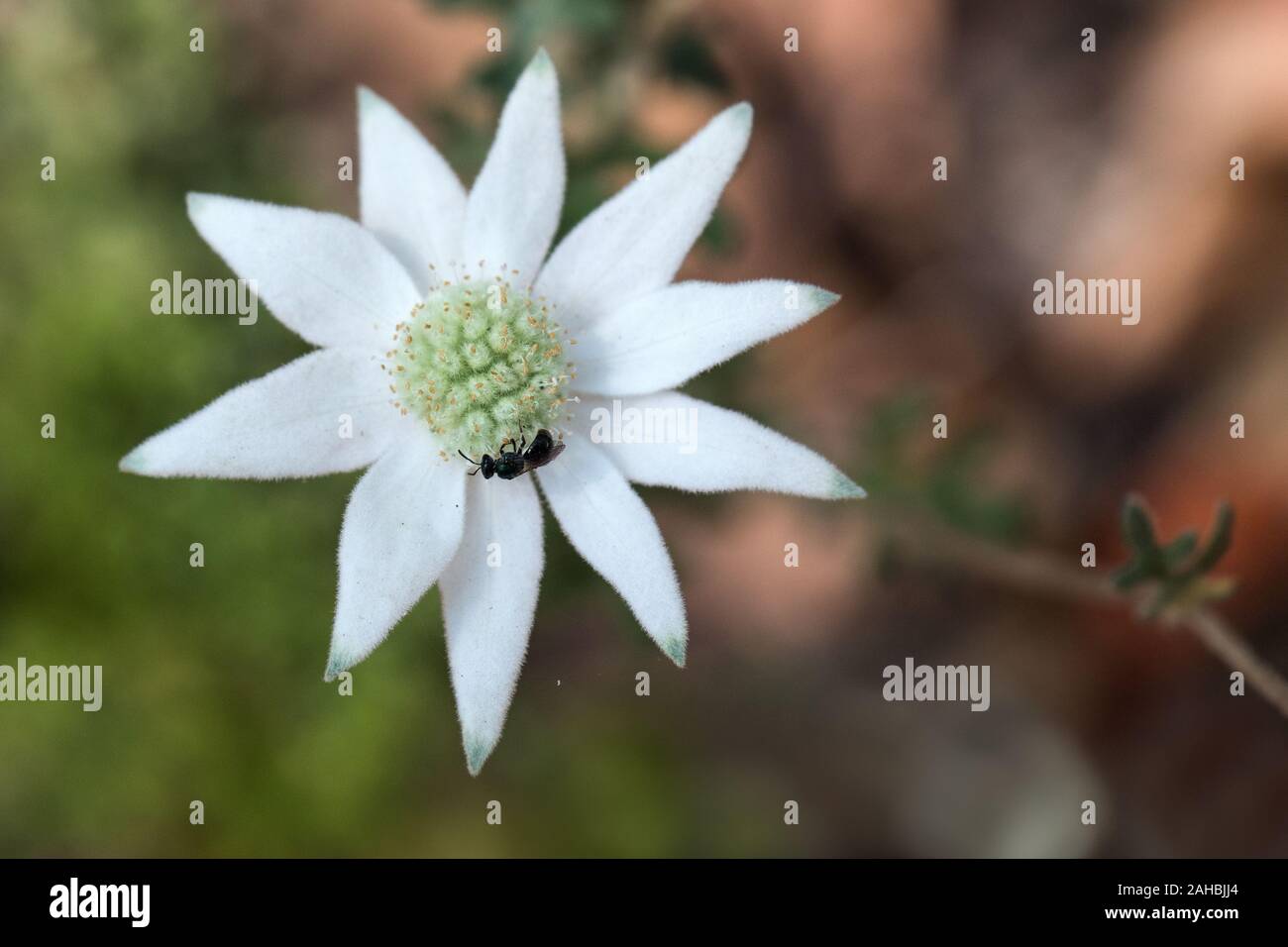 Einheimische australische Biene Fütterung auf Nektar der Flanell Blume Stockfoto