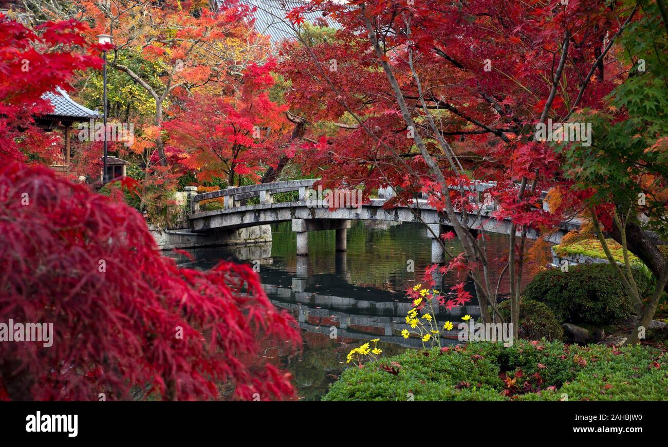 Zenrin-ji-Tempel im Herbst, Kyoto, Japan Stockfoto