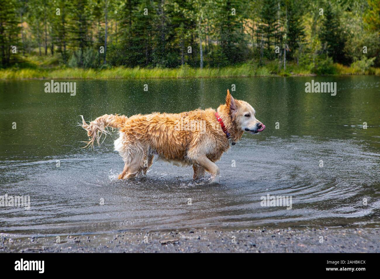 Braun schöner Hund, ähnlich der Golden Retriever, die im Wasser spielt. Mit  dem Spritzer und Tropfen auf seine langen Haare spritzen die Tropfen  Stockfotografie - Alamy