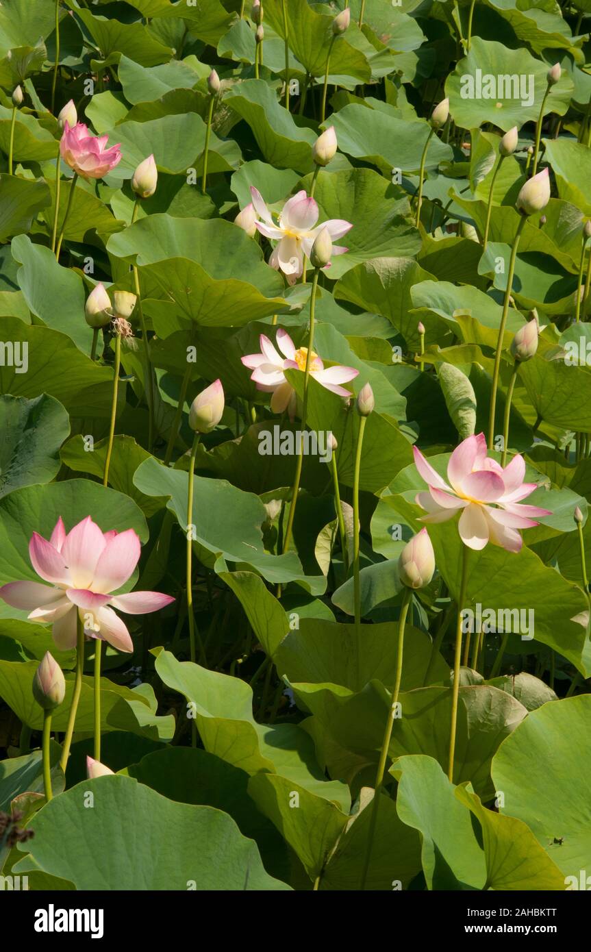 Lotus Blumen an der Royal Botanic Gardens, Melbourne, Australien Stockfoto