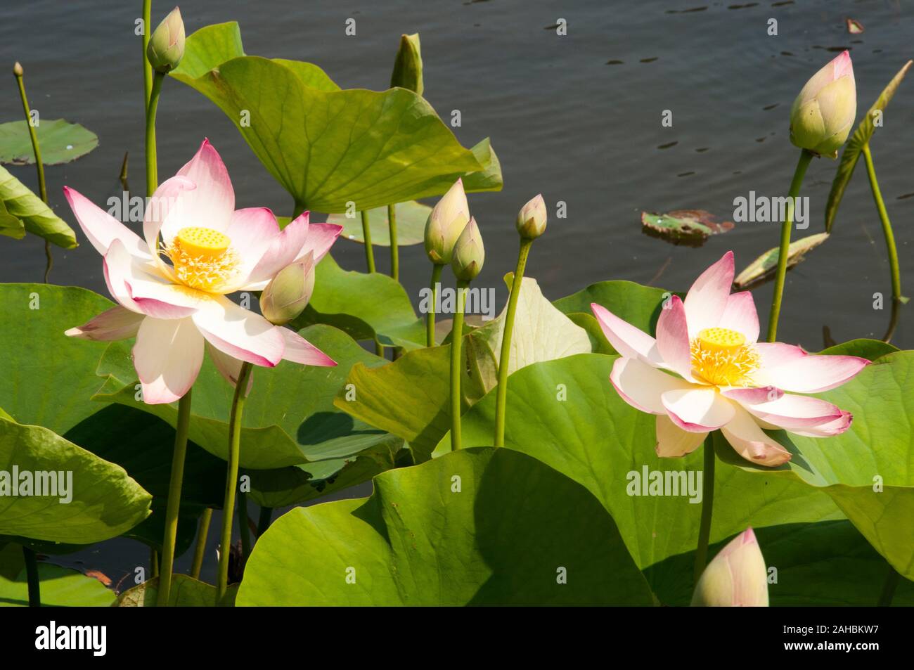 Lotus Blumen an der Royal Botanic Gardens, Melbourne, Australien Stockfoto