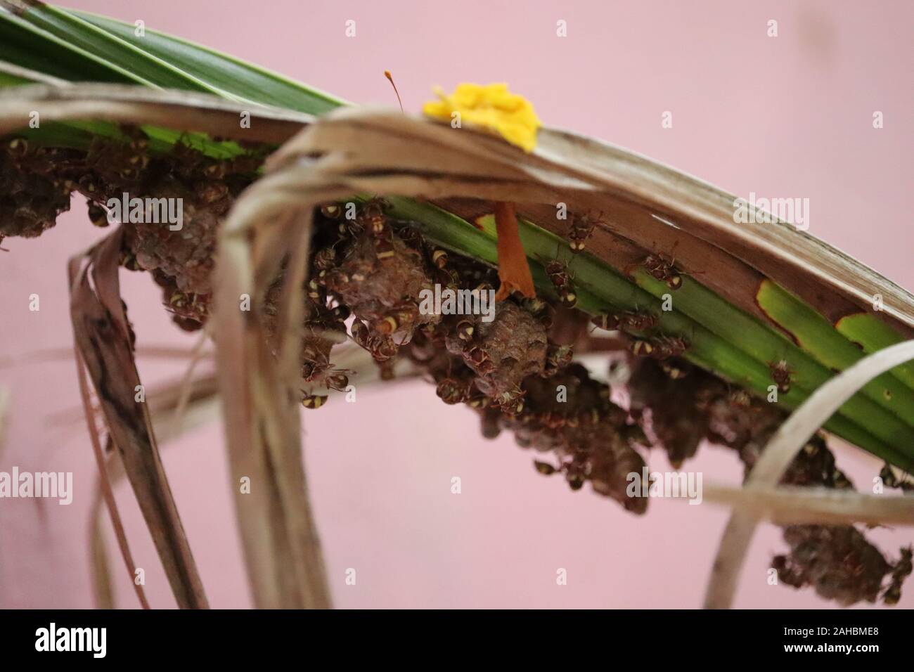 Wespennest in der Coconut Tree leaf. Wespe auf dem grünen Blatt in der Natur. Insekt Stockfoto