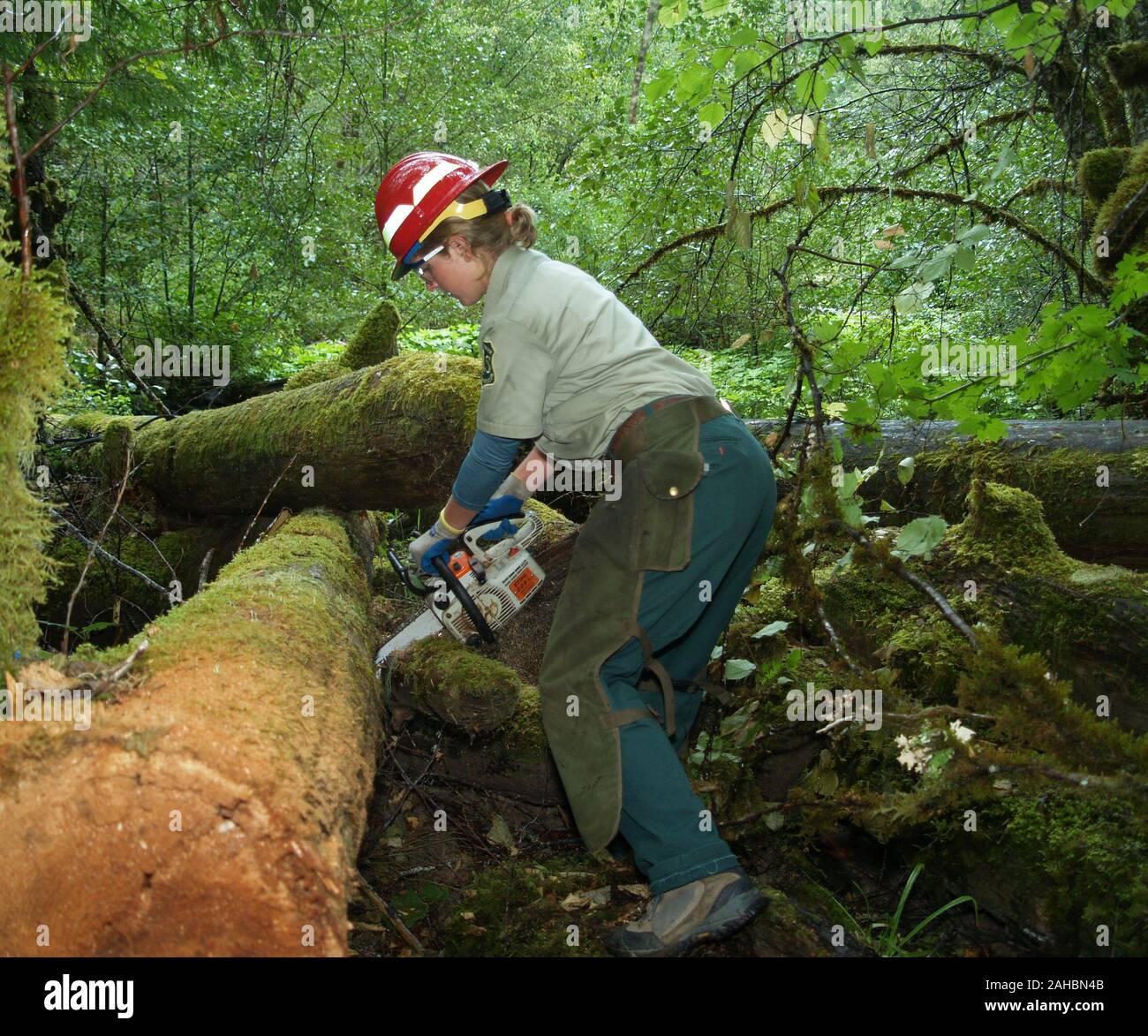 September 29, 2009. Estacada, ODER. AmeriCorps intern schneidet einen gefallenen während einer streamside Restaurierung auf dem Clackamas River anmelden. Das Projekt verbessert die Laichgebiete der gebürtigen Lachs auf dem Fluss. Stockfoto