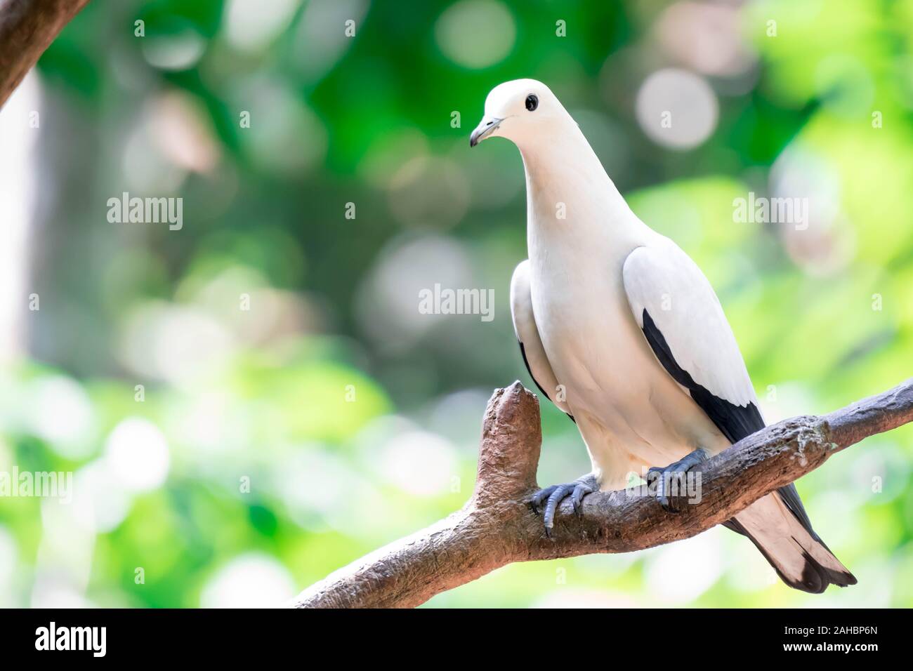 Pied imperial Pigeon (Ducula bicolor) stand auf dem Zweig. Es ist eine relativ große, pied Arten von Taube. Es ist von Wald, Wald, Mangrove gefunden, Stockfoto