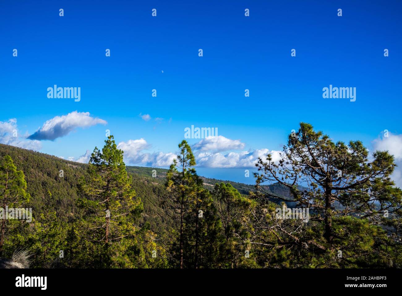 Spanien, Teneriffa, Blick über Green Tree Tops in den Bergen mit Mond und blauer Himmel und Wolken Stockfoto