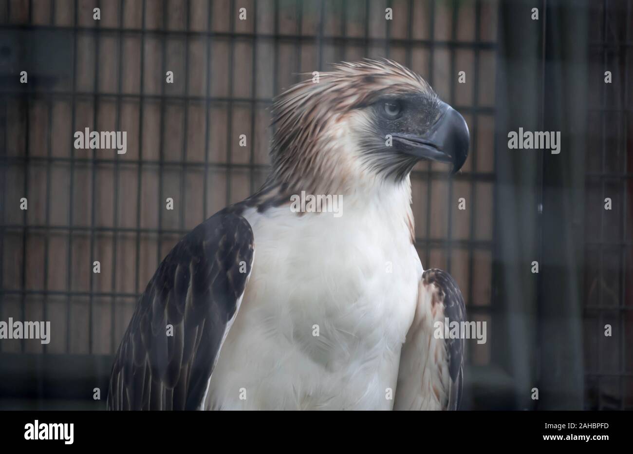 Eine philippinische Adler auch als der Affe bekannt - essen Eagle Stockfoto