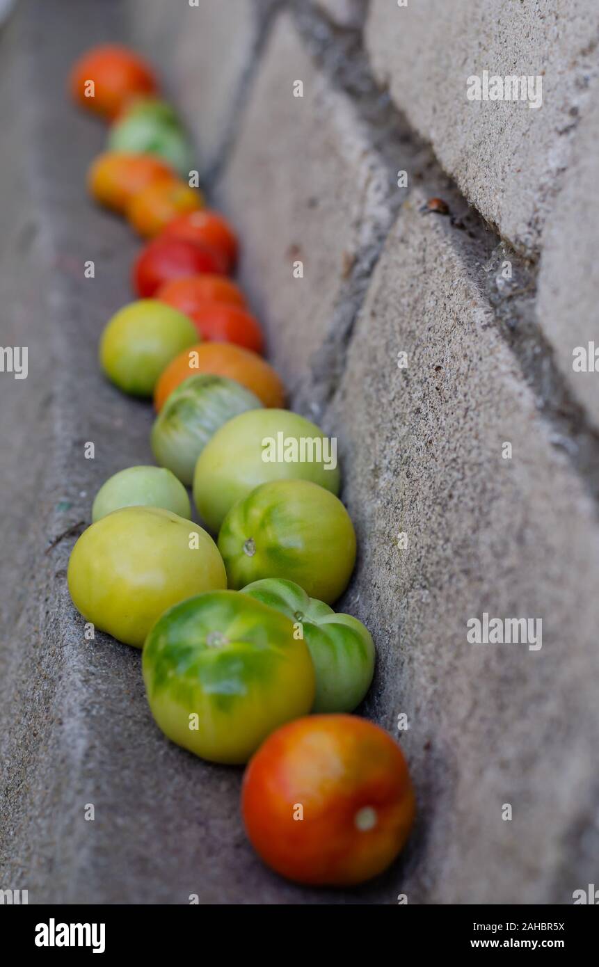 Unreife grüne Tomaten reifen auf einem Felsvorsprung von einem weißen Stein Haus Wand. Erntezeit. Close-up. Soft Focus. Vertikale foto Layout Stockfoto