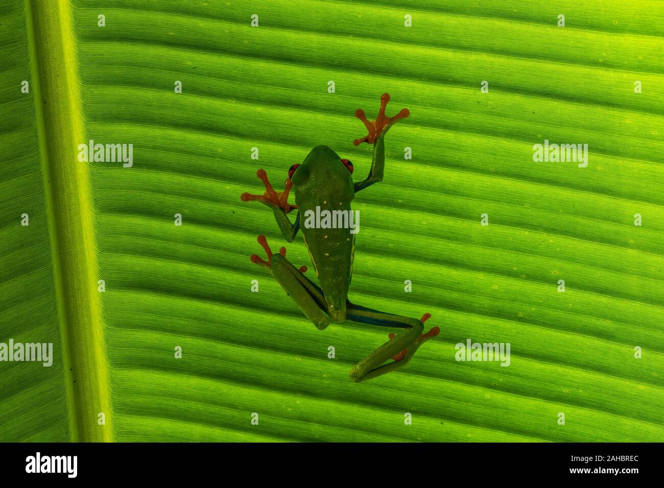 Eine red eyed Tree Frog auf einem grünen Blatt Stockfoto