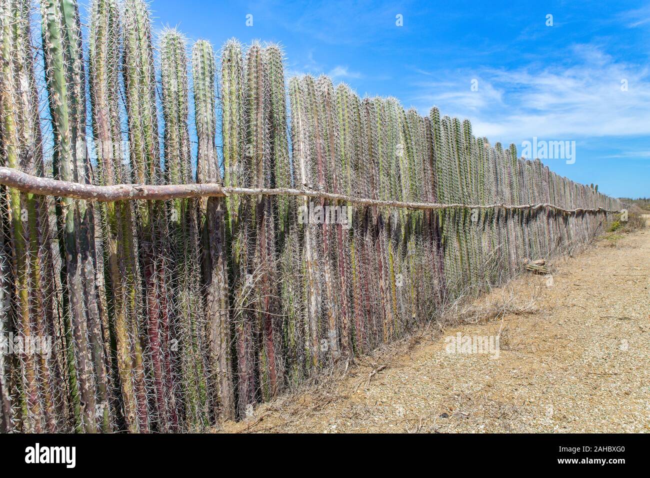 Kakteen in einer langen Zeile als Hecke oder Zaun auf Bonaire gepflanzt Stockfoto