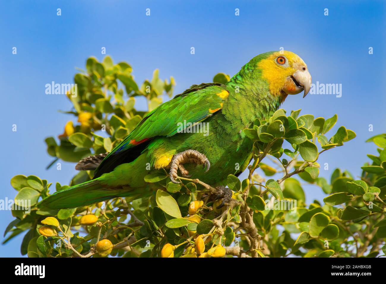 Gelb - Amazon Parrot sitzen im Grünen Baum mit Bund Stockfoto