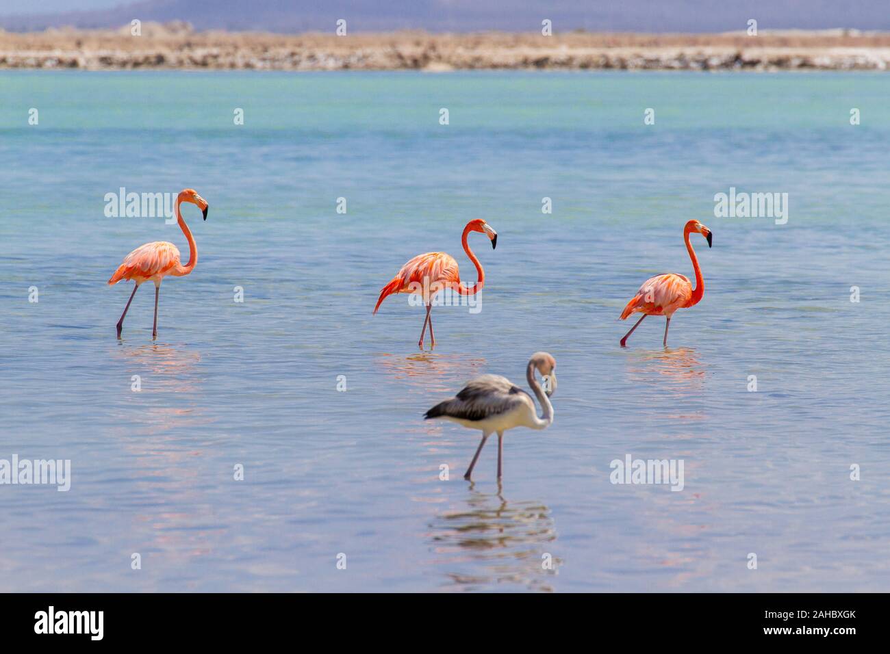 Gruppe der großen roten Karibik flamingos Wandern in See an der Küste Stockfoto