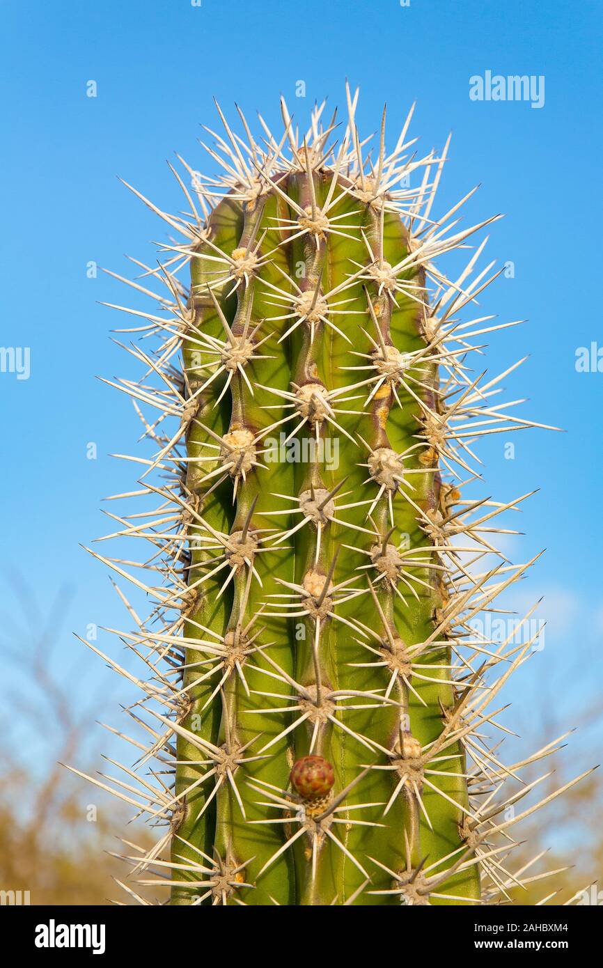 Nach oben Kaktus Pflanze mit vielen dornigen Stacheln und blauer Himmel Stockfoto