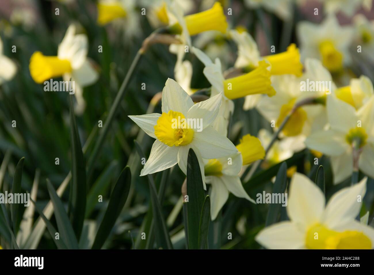 Ein Bündel von wilden Narzissen in einem Park in Malmö, Schweden, im Frühling Stockfoto