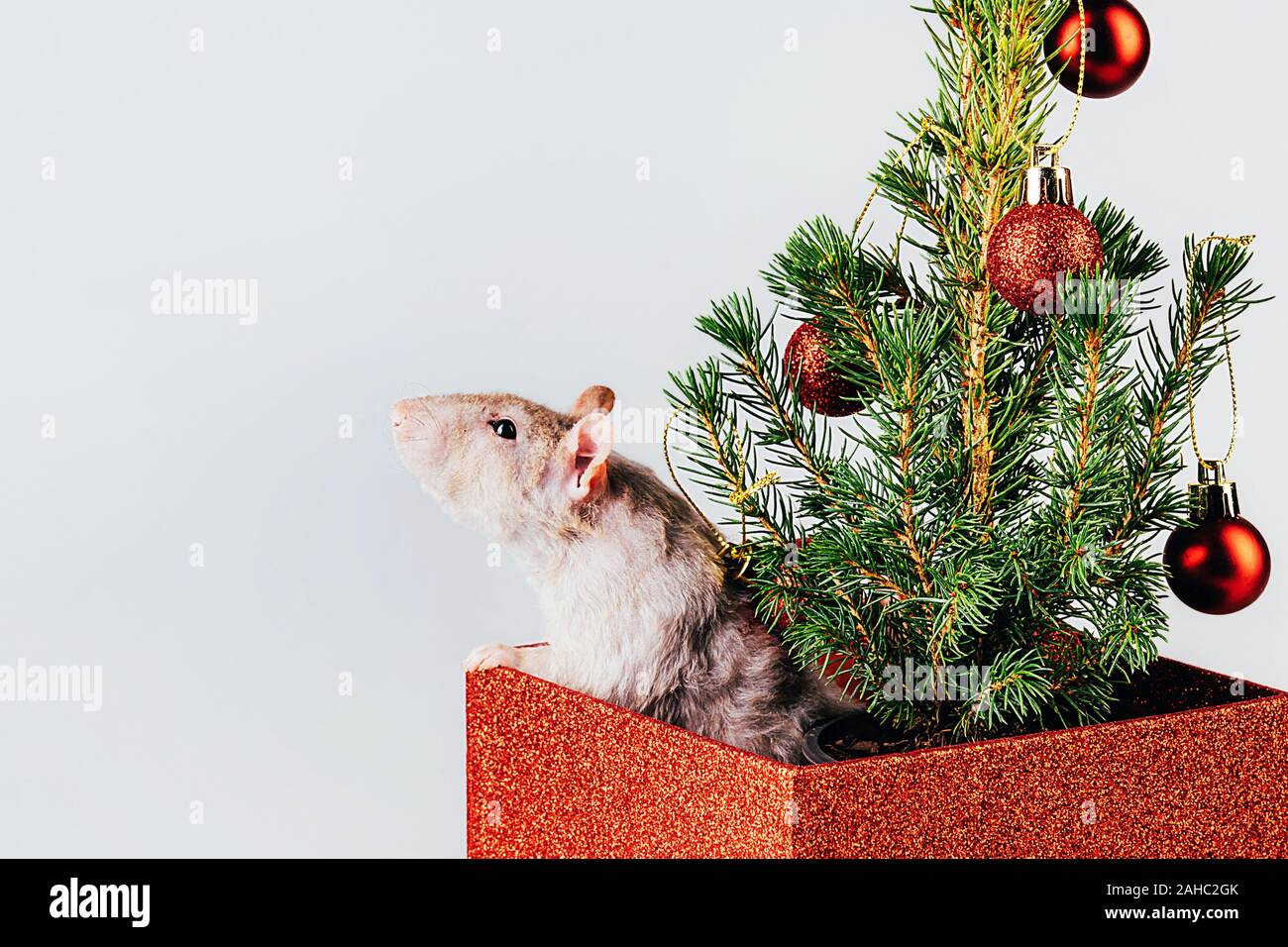 Weiße reinrassige Ratte springen aus einem Kasten mit Weihnachtsbaum Stockfoto