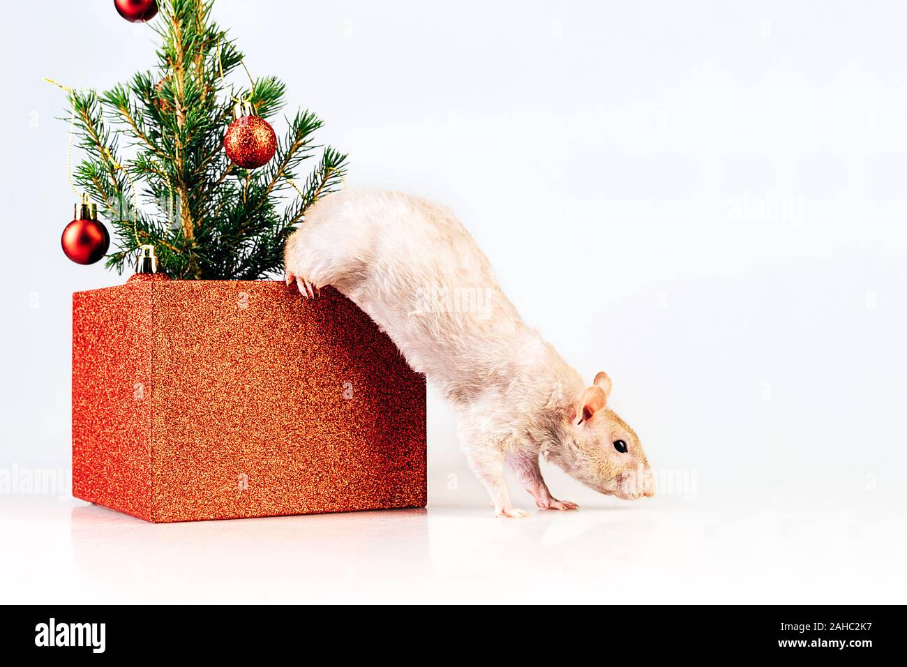 Weiße reinrassige Ratte springen aus einem Kasten mit Weihnachtsbaum Stockfoto