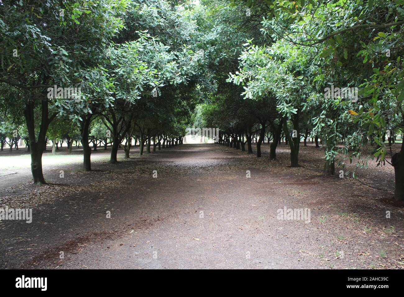 Macadamia Bäume säumen diese perfekte Pfad auf eine milde Sommer Tag in Australien. Der wissenschaftliche Name für diese Bäume: Macadamia Integrifolia. Stockfoto