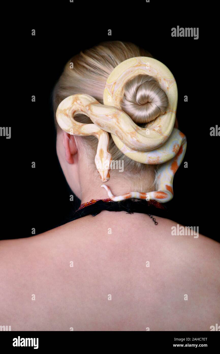 Schlange auf Weiblicher Kopf. Boa constrictor albino Schlangenarten kriechend und kriecht über ihr Haar und wickelt sich um Büschel Haare von Frau blond. Stockfoto