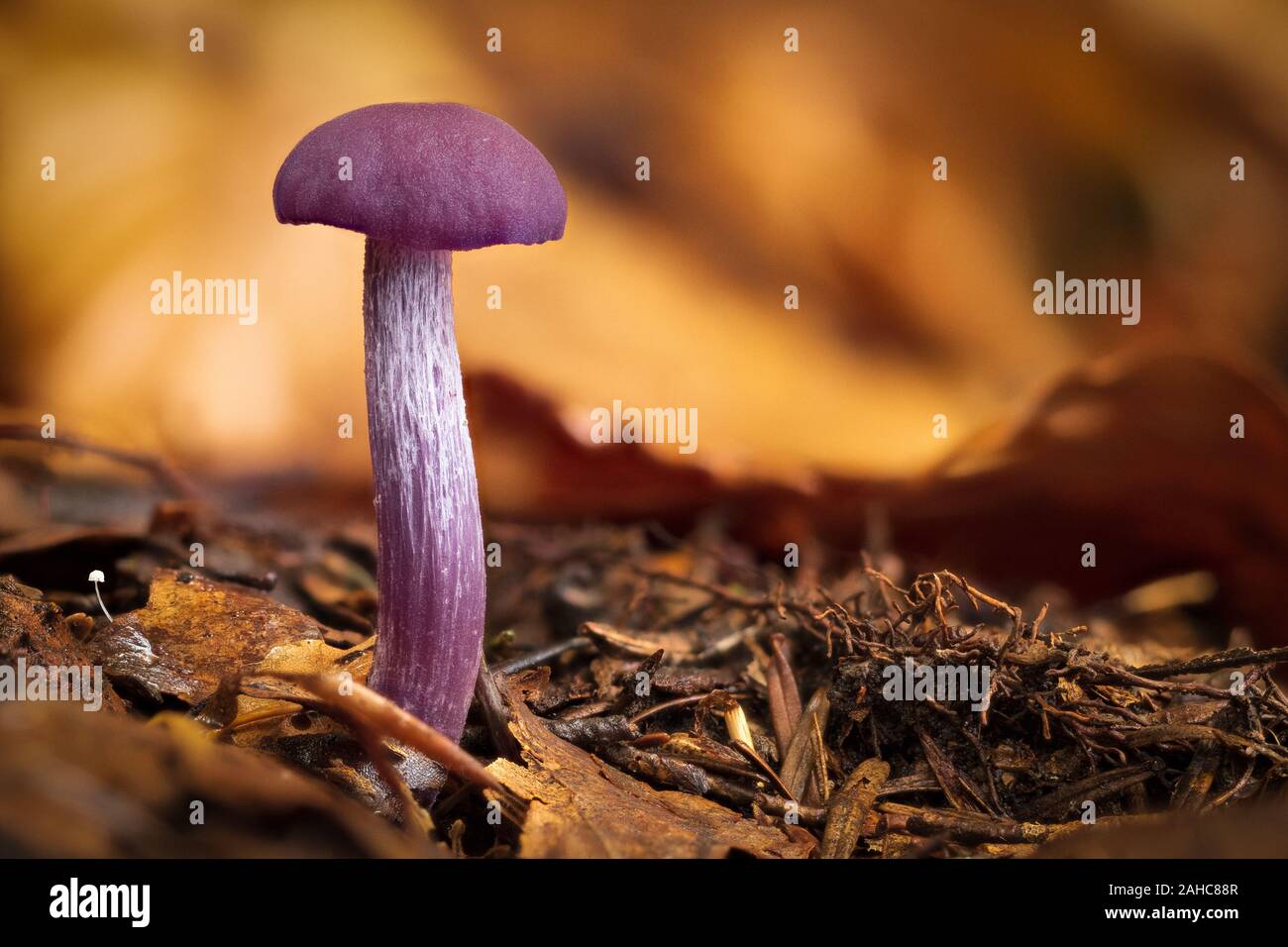 Ein Holz blewit irgendwo im Schwarzwald Stockfoto